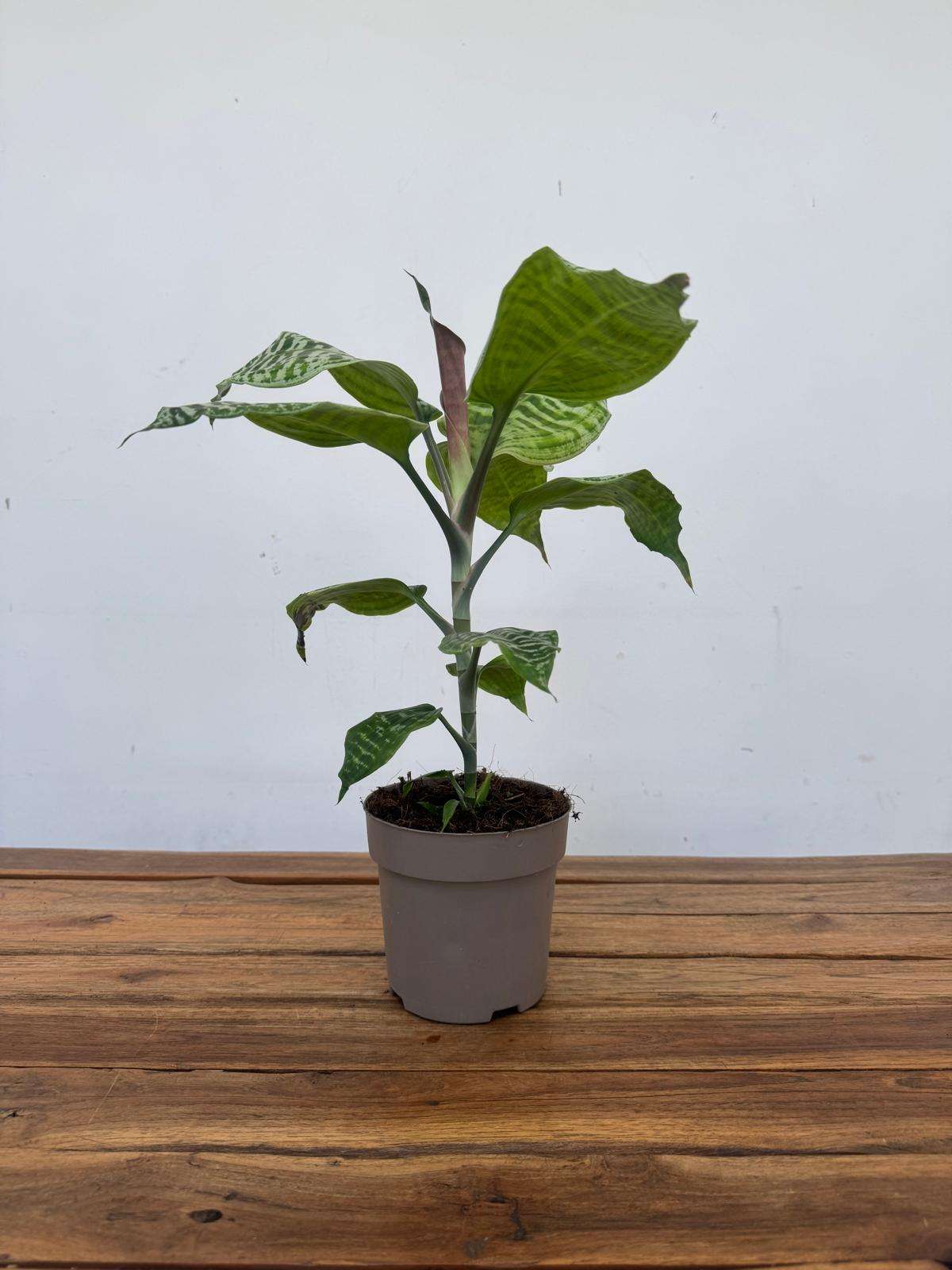 Dracaena Goldieana - V.14 - Image 2