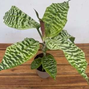 Dracaena Goldieana - V.14