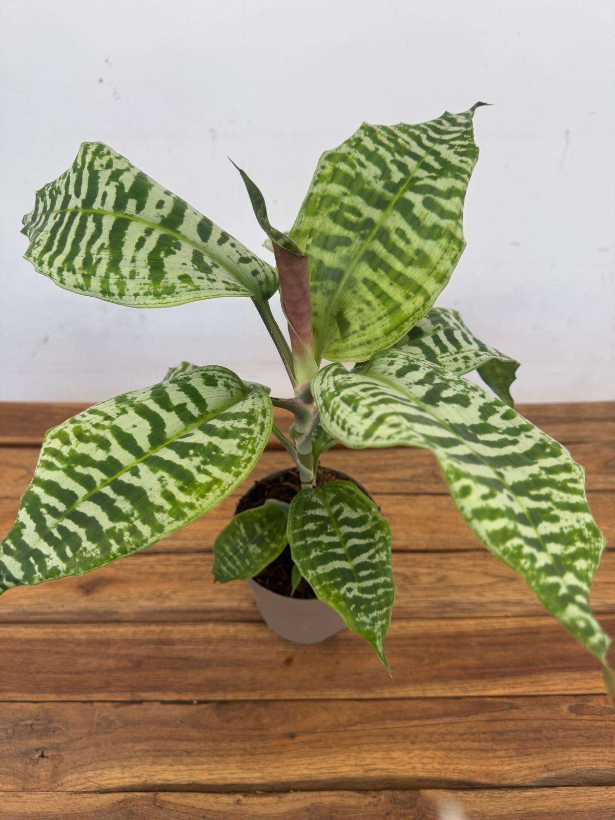 Dracaena Goldieana - V.14