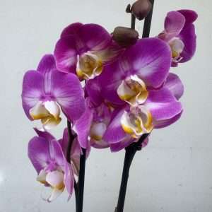 Phalaenopsis C/ Vaso Decorativo - V.12