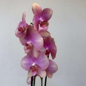Phalaenopsis C/ Vaso Decorativo - V.12