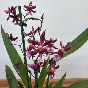 Brassia Summer - V.12