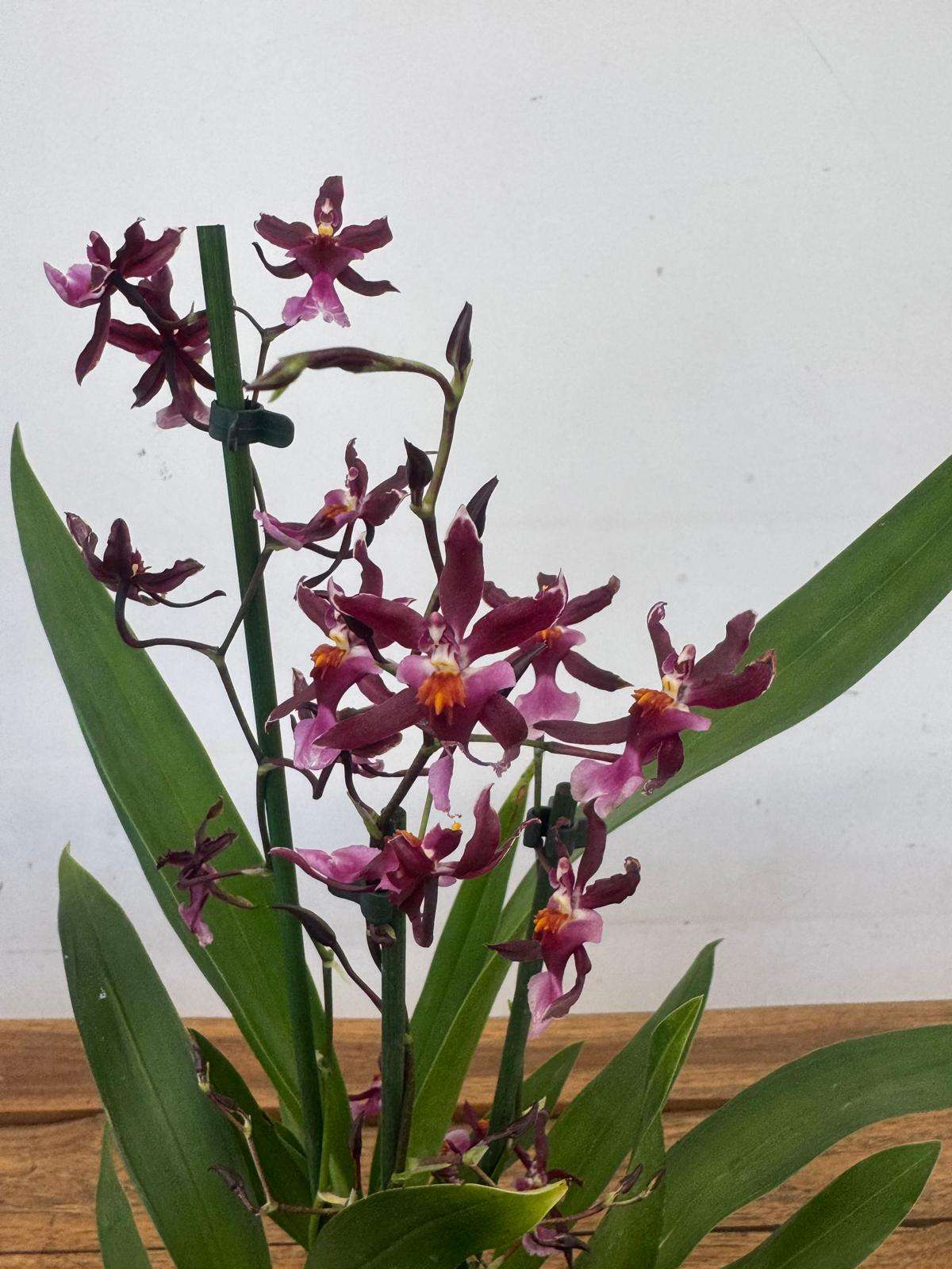 Brassia Summer - V.12