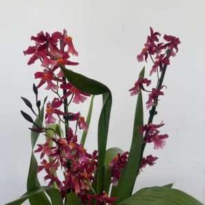 Brassia Summer - V.12