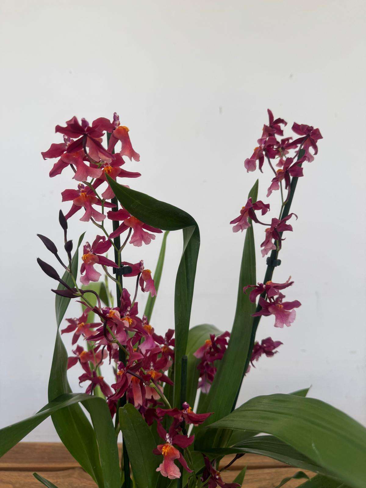 Brassia Summer - V.12