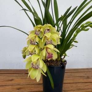 Cymbidium Amarelo Suspensão - V.14