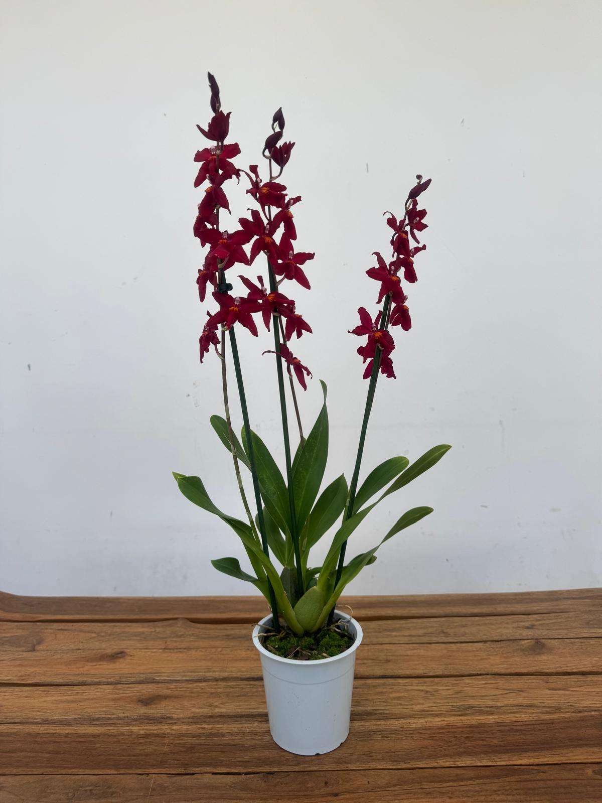 Brassia Summer - V.12 - Image 2
