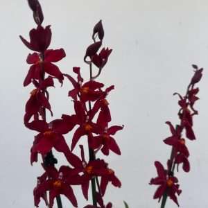 Brassia Summer - V.12