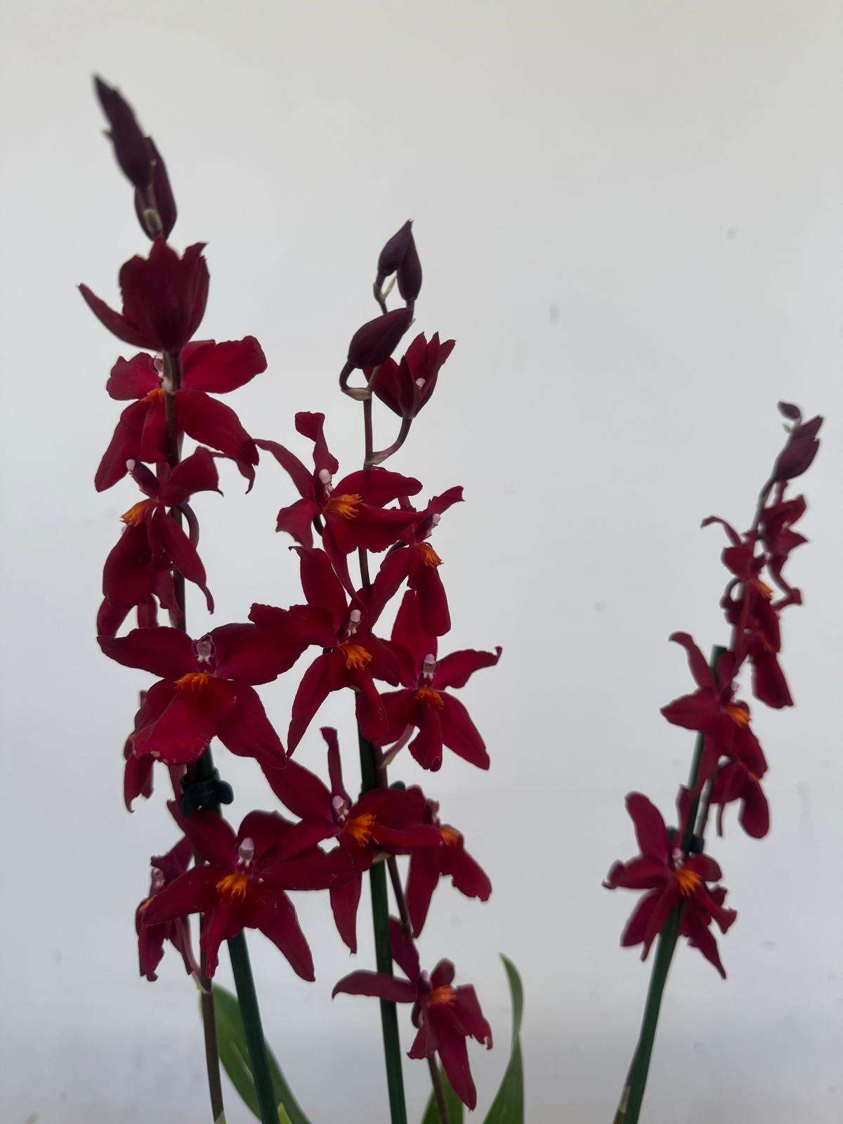 Brassia Summer - V.12