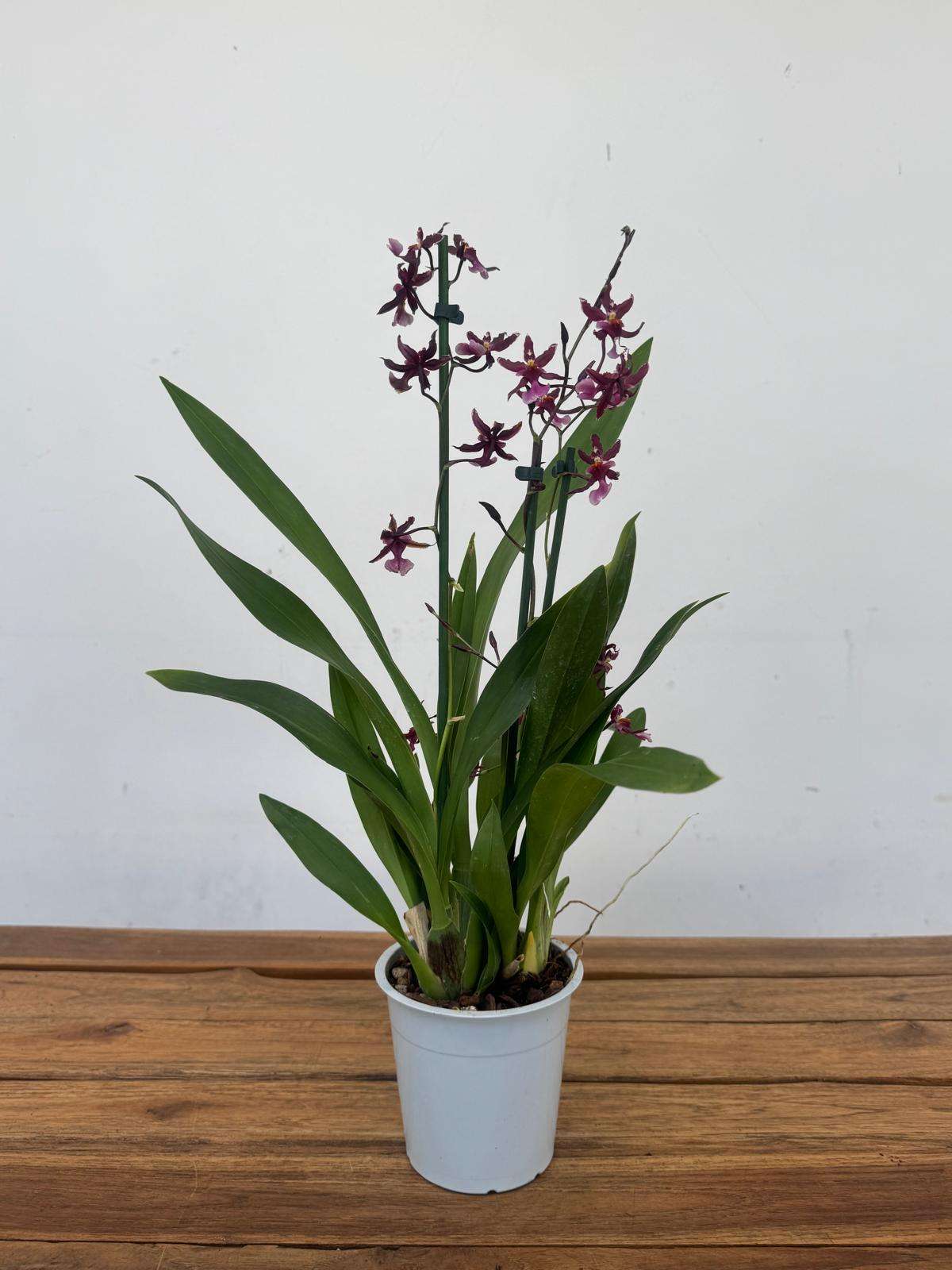 Brassia Summer - V.12 - Image 2