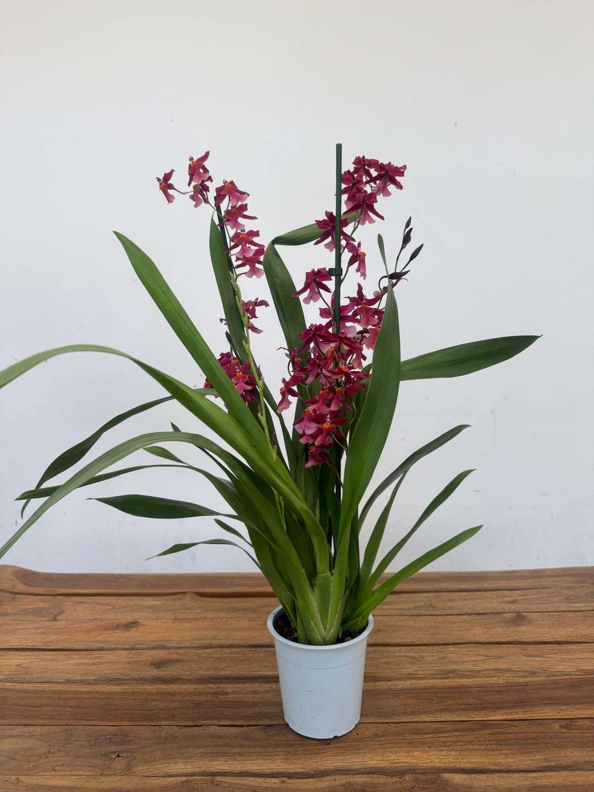 Brassia Summer - V.12 - Image 2