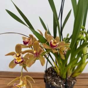Cymbidium Spp Argiro Suspensão - V.14