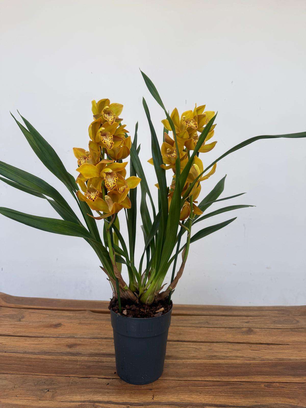 Cymbidium Spp Open Flower 2 Hastes - V.14 - Image 2