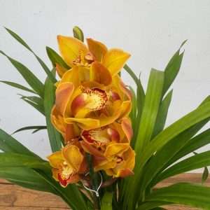 Cymbidium Spp Open Flower 2 Hastes - V.14