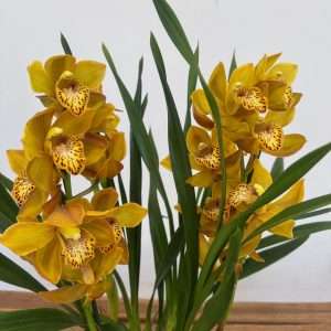 Cymbidium Spp Open Flower 2 Hastes - V.14