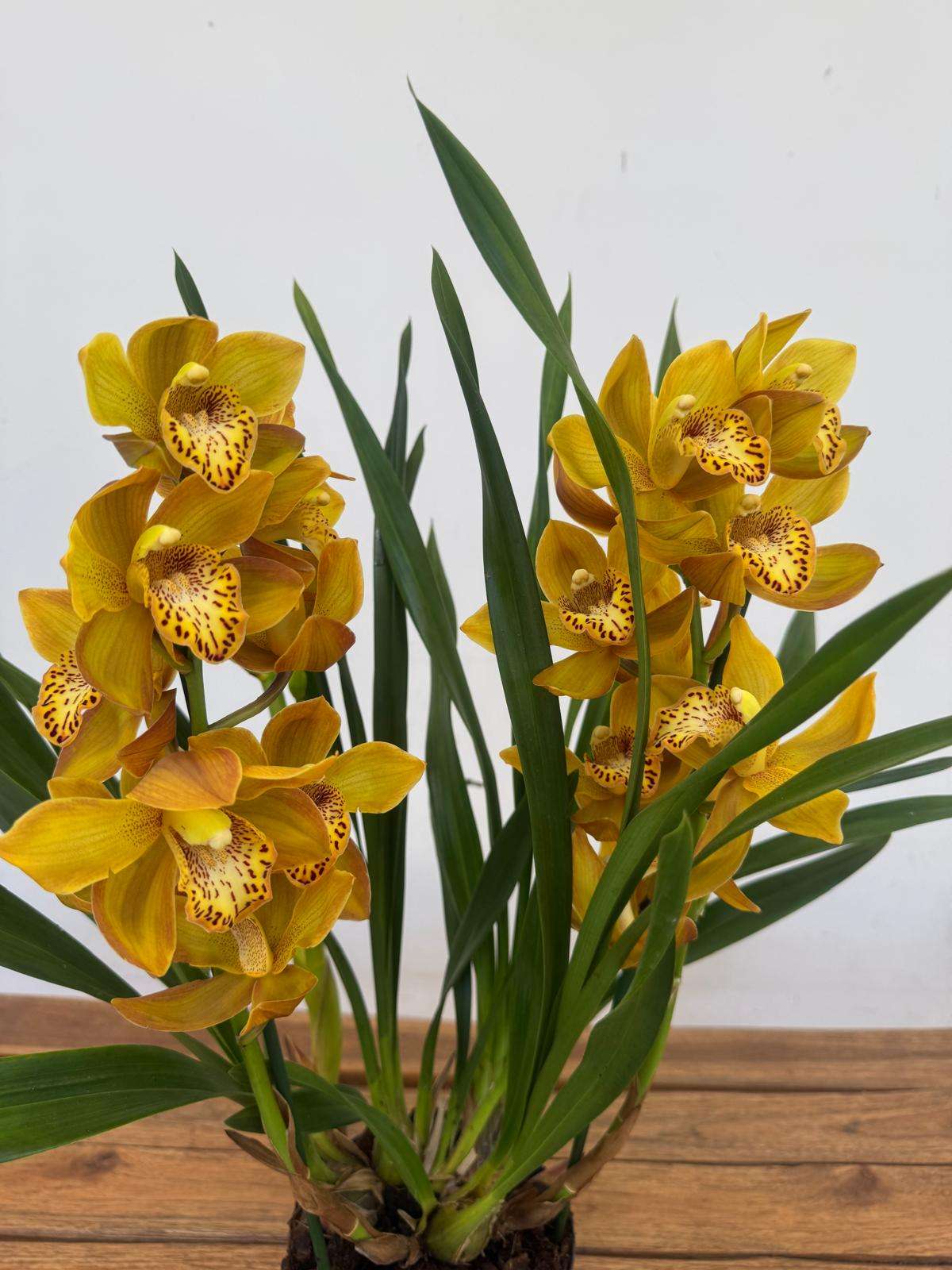 Cymbidium Spp Open Flower 2 Hastes - V.14