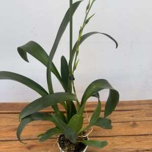 Brassia 'Sem Flor' - V.12