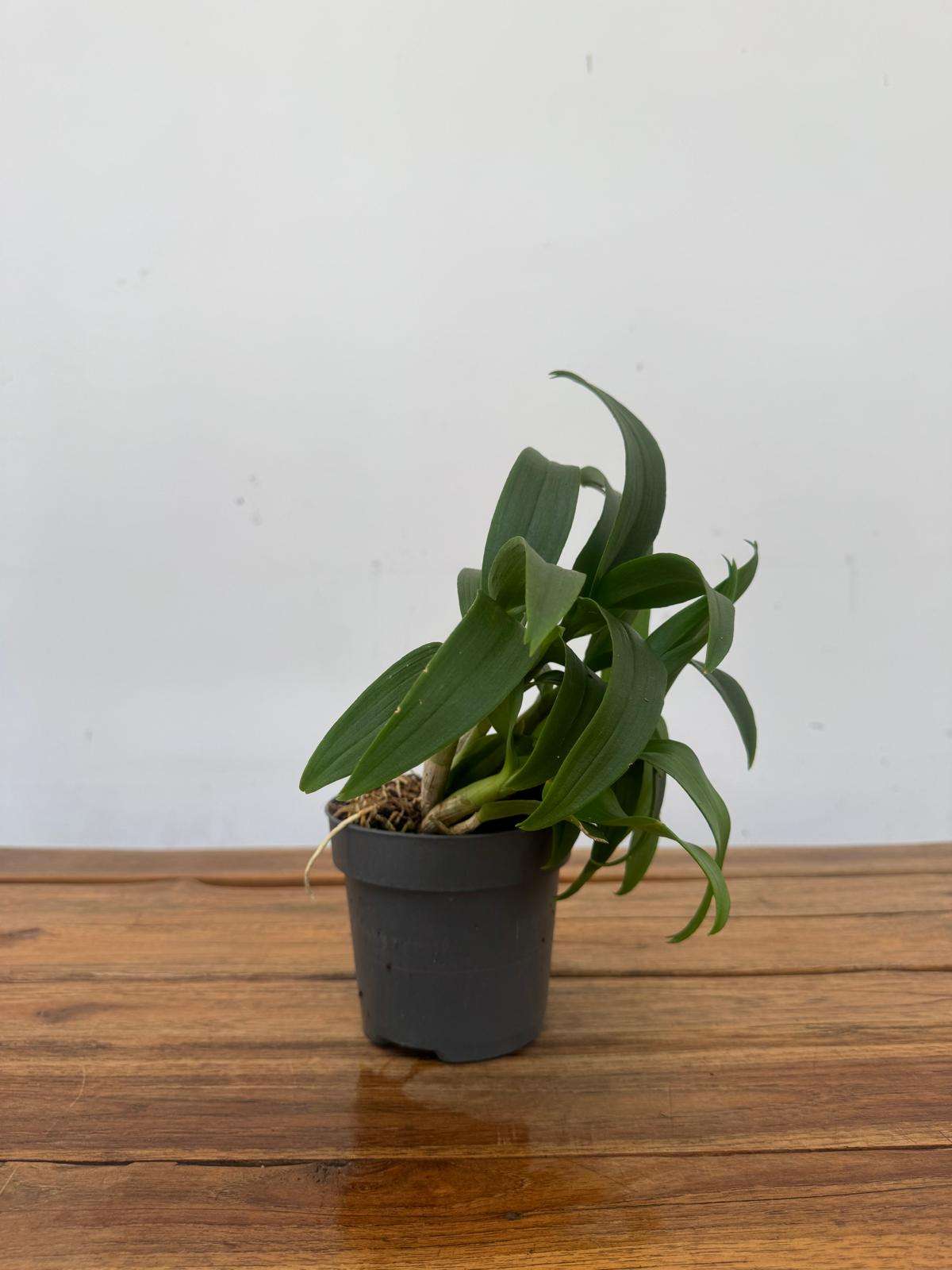 Dendrobium Sa-Nook ' Sem Flor' - V.12 - Image 2