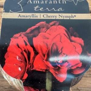 Bolbo Amaryllis 'Cherry Nymph'