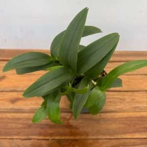 Dendrobium Sa-Nook ' Sem Flor' - V.12