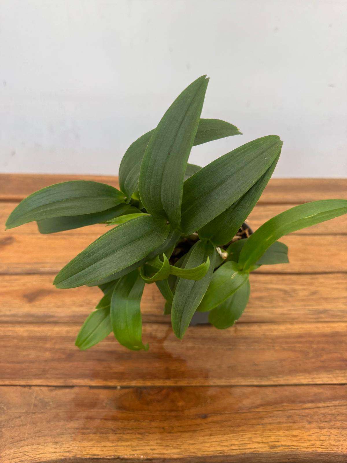 Dendrobium Sa-Nook ' Sem Flor' - V.12