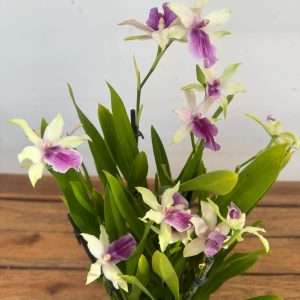 Miltonia 'Evelin' - V.12