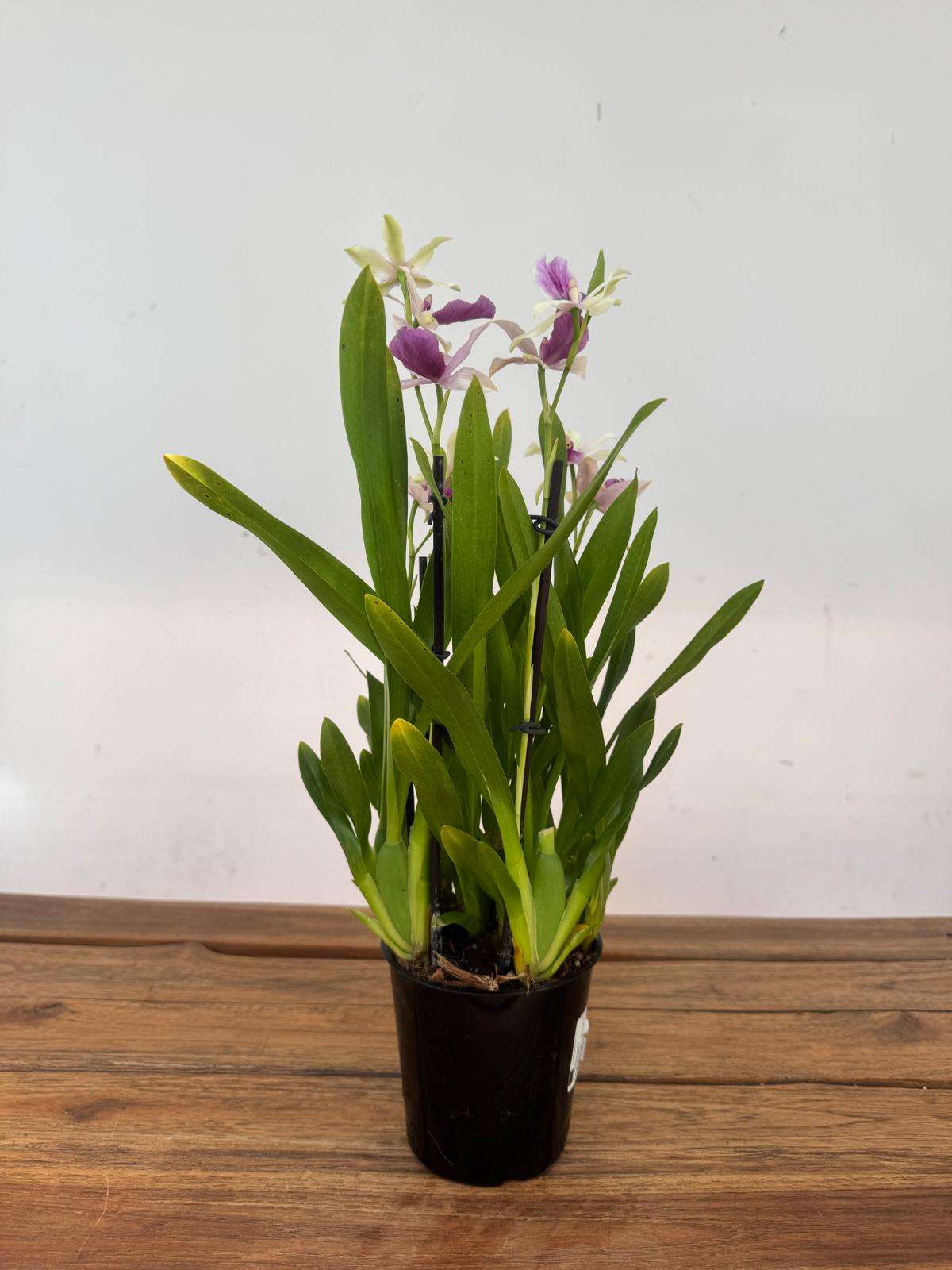 Miltonia 'Sophie' - V.12 - Image 2