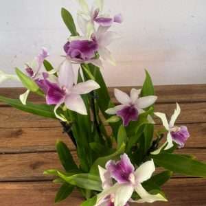 Miltonia 'Sophie' - V.12