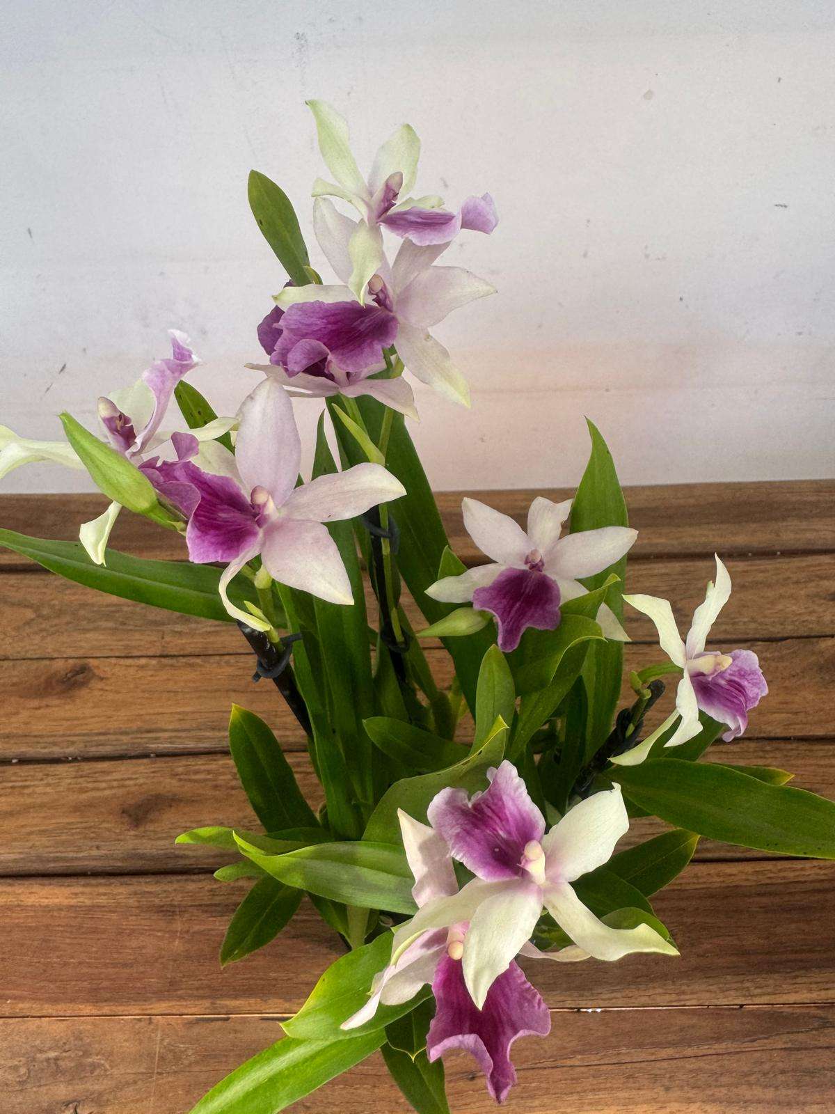 Miltonia 'Sophie' - V.12