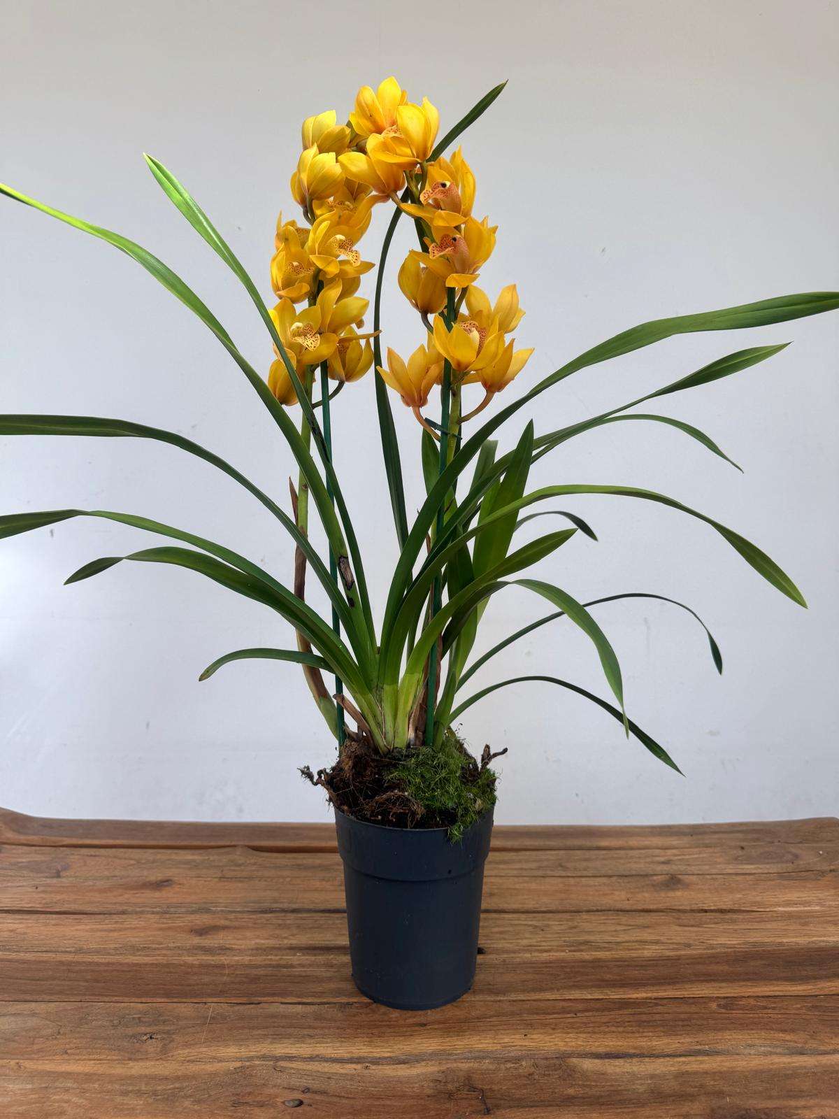 Cymbidium 'Perfumada' 2 Hastes - V.14 - Image 2