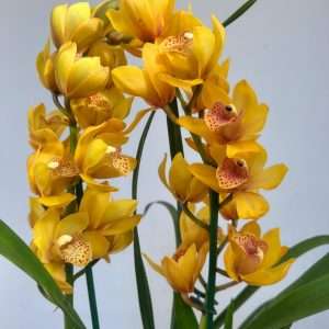 Cymbidium 'Perfumada' 2 Hastes - V.14