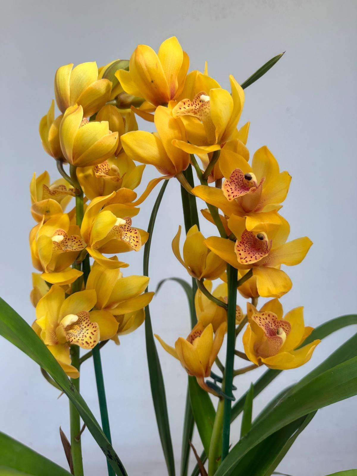 Cymbidium 'Perfumada' 2 Hastes - V.14