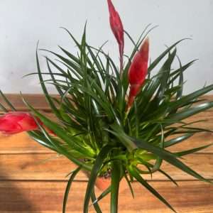 Vriesea 'Astrid' - V.12