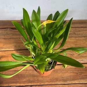 Masdevallia - V.9