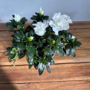 Rhododendron - V.12
