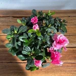 Rhododendron - V.12