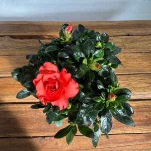 Rhododendron - V.12