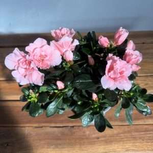 Rhododendron - V.12