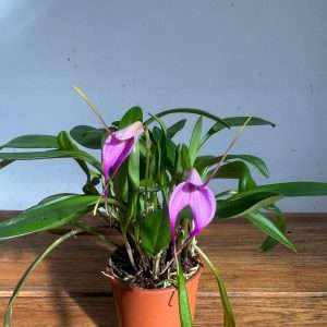 Masdevallia - V.9