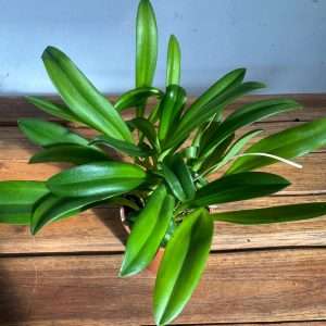 Masdevallia 'Sem Flor' - V.9