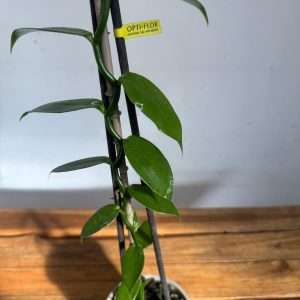 Vanilla 'Orchid' - V.12