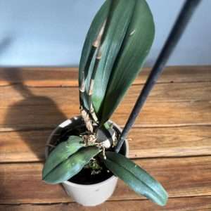 Psychopsis Green Valley - V.12