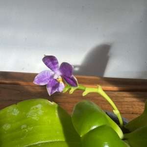 Phalaenopsis Violacea - V.12