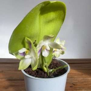 Phalaenopsis Violacea - V.12