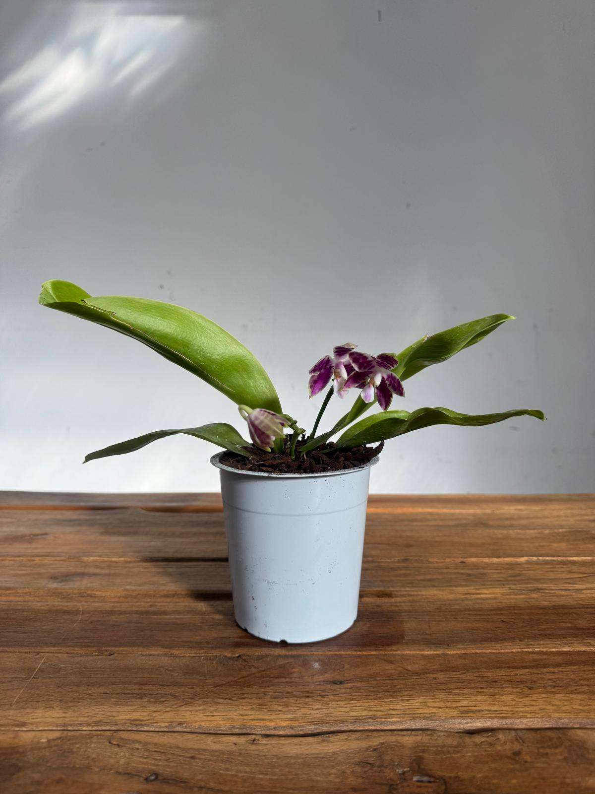 Phalaenopsis Violacea - V.12 - Image 2