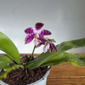 Phalaenopsis Violacea - V.12