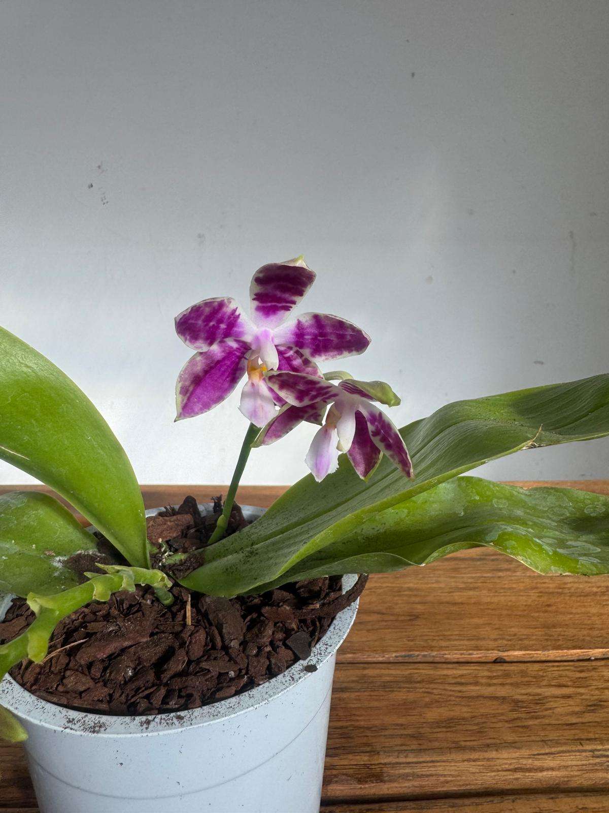 Phalaenopsis Violacea - V.12