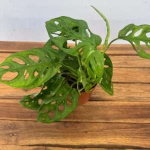 Monstera Adansonii - V.12