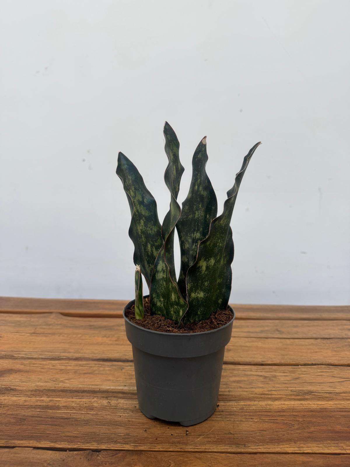Sansevieria Star Canyon Grani Granite Emerald - V.12 - Image 2