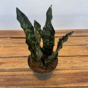 Sansevieria Star Canyon Grani Granite Emerald - V.12